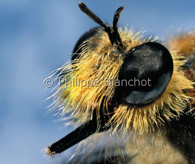 Laphria gibbosa.JPG - Laphria gibbosa (Portrait)AsileRobber FlyDipteraAsilidaeFrance